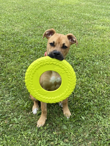 Entry image for Penny. Clicking this image will show a larger photo