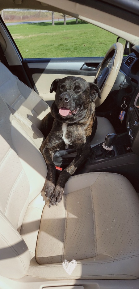Entry image for Sarge. Clicking this image will show a larger photo