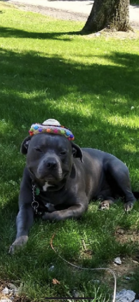 Entry image for Max . Clicking this image will show a larger photo