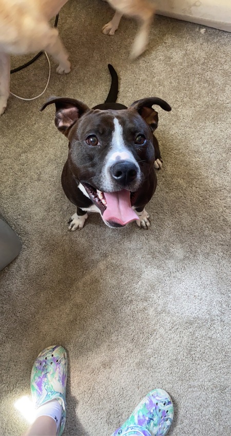 Entry image for Dozer. Clicking this image will show a larger photo