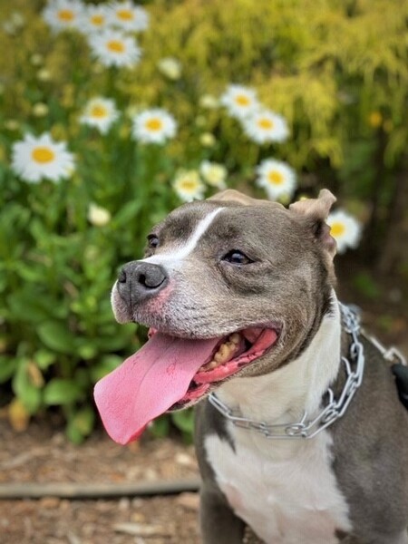 Entry image for Nala. Clicking this image will show a larger photo