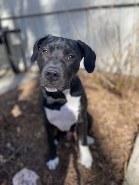 Entry image for Dexter. Clicking this image will show a larger photo