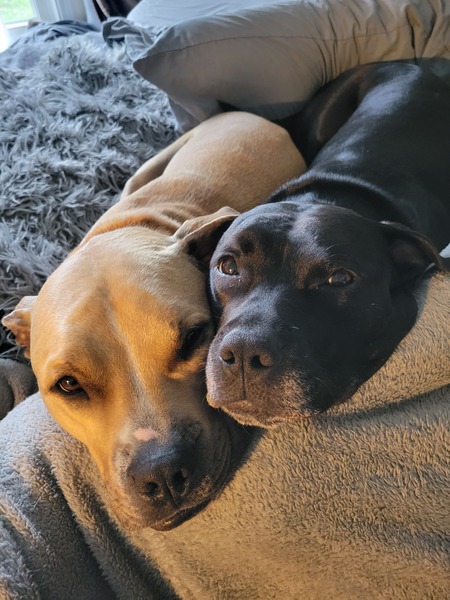 Entry image for Spyder Rayne & Juno Rose. Clicking this image will show a larger photo