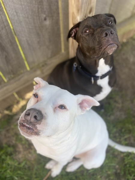 Entry image for Libby and Gilly. Clicking this image will show a larger photo