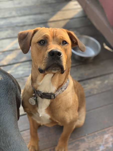 Entry image for Jasper. Clicking this image will show a larger photo