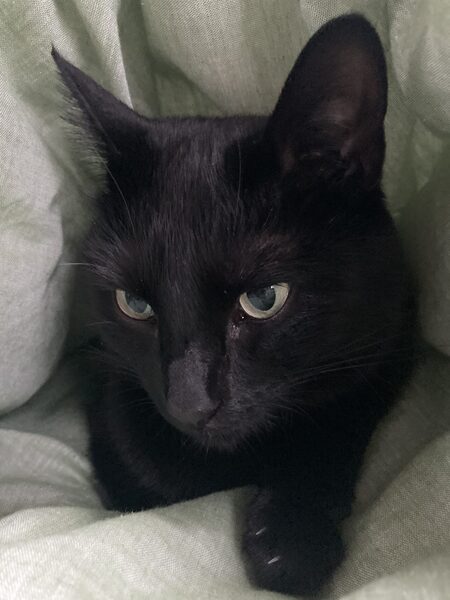 Zuzu