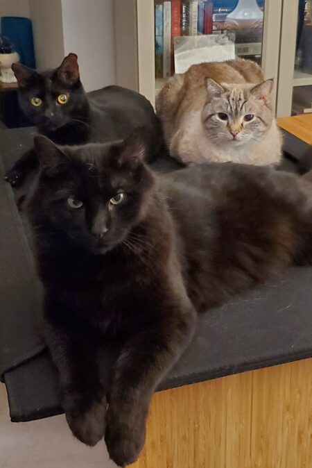 Felix, Casper & Poe