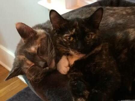 Izzy & Zelda