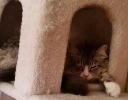Tuukka