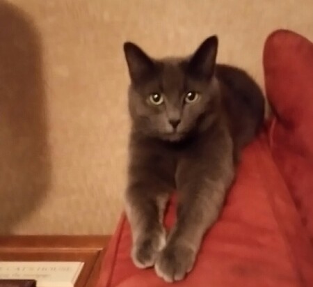 Silas
