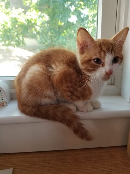 Squeaky