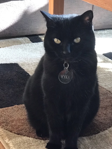 Wyka