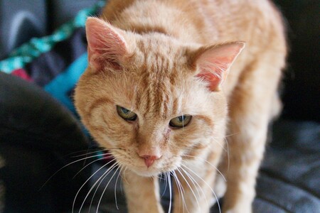 Otis
