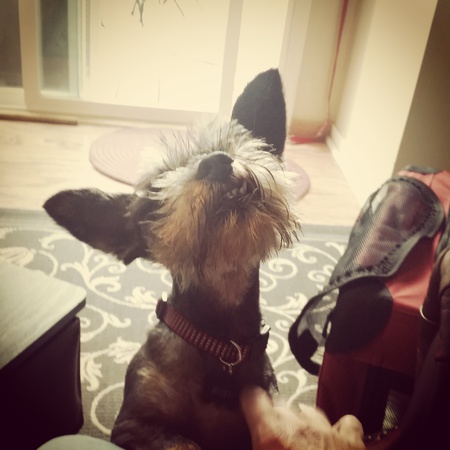 Gizmo