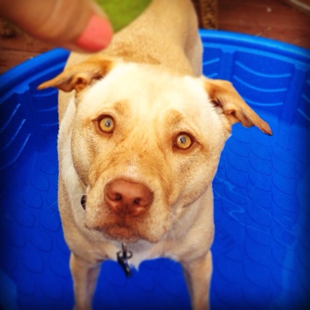 Kona