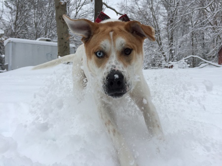 Beauregard 