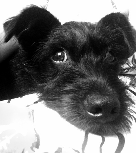 Zorro