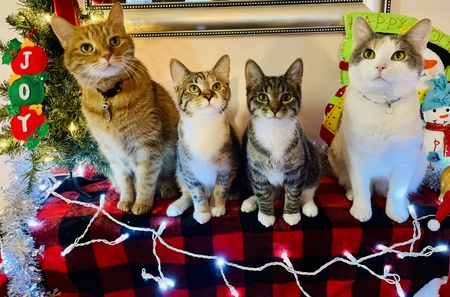 Oliver, Libby (Liberty), Indy (Independence) and Glory