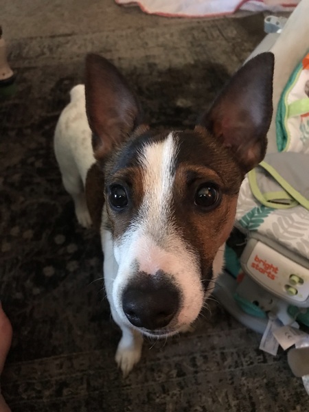 Biscuit