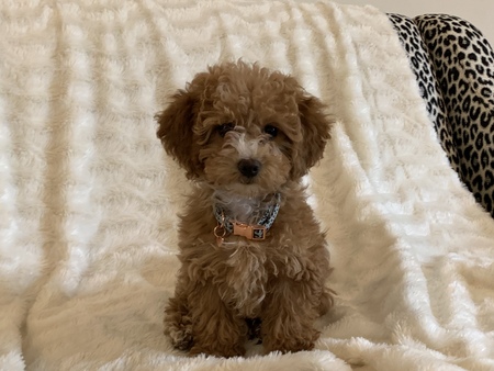 Penny
