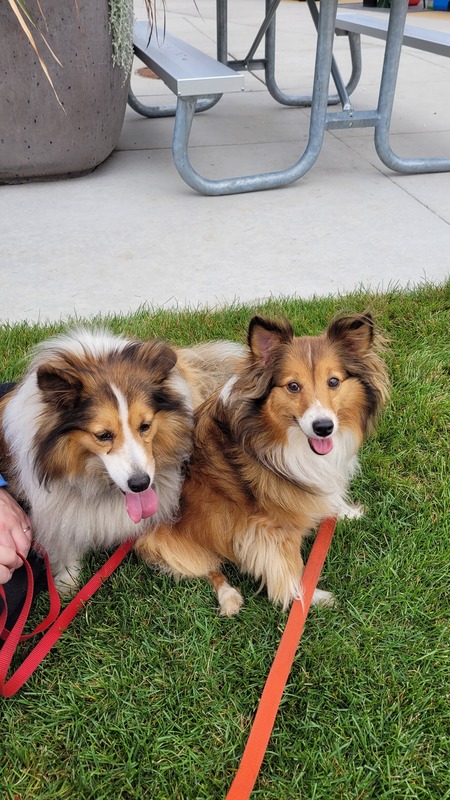 Vixey & Trixey