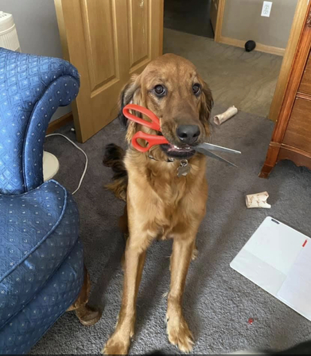 Ivy