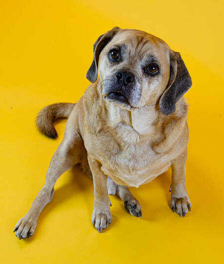 Cinnamon Roll the puggle