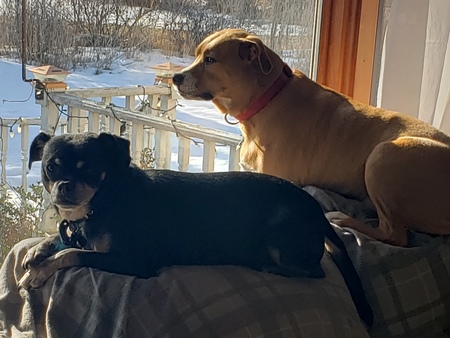 Waldo and Gizmo