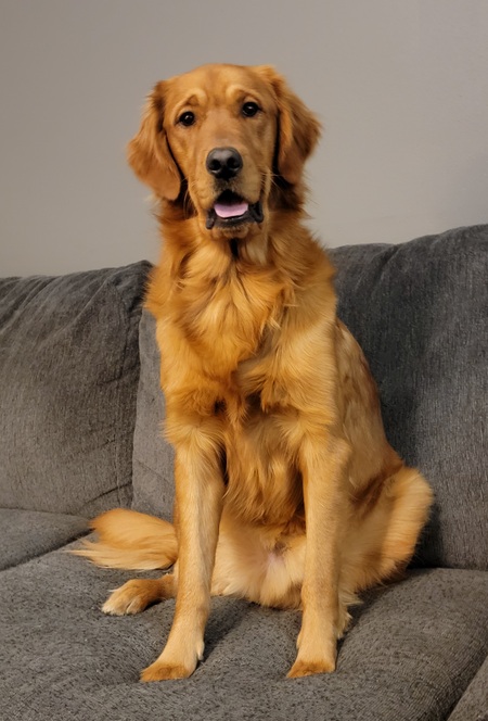 Bauer