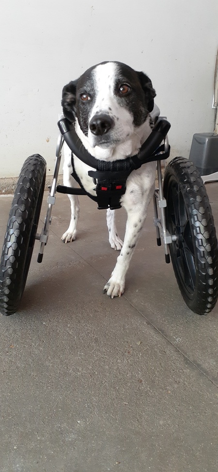 Baxter B