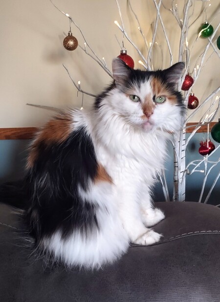 Dottie