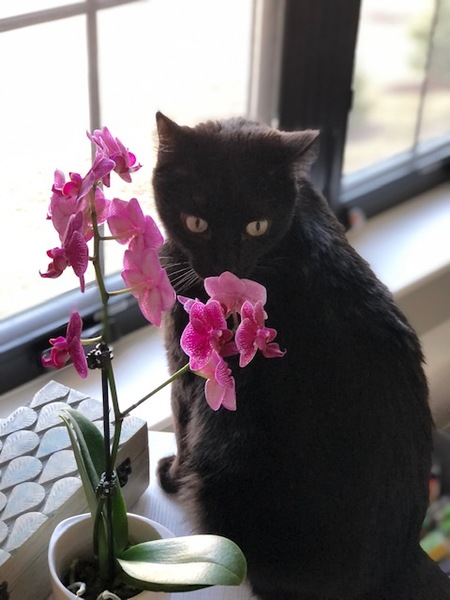 Milo