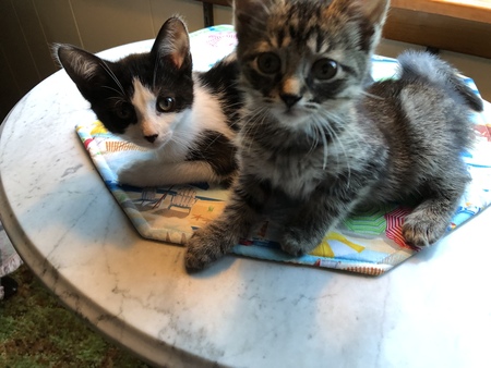 Chloe and Callie