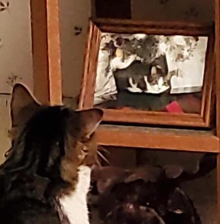 Minou