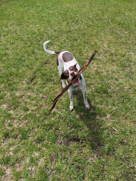 Marla Pooch