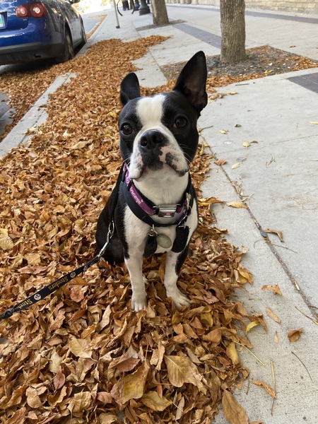Kona