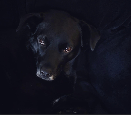 Obi