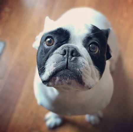 Lewis 