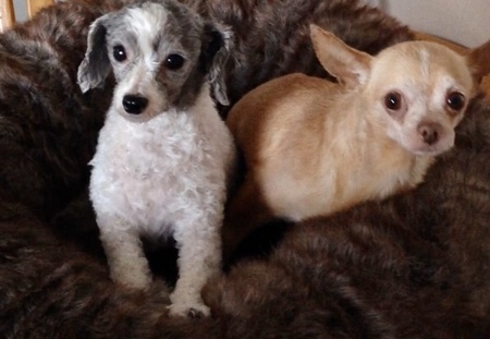 ❣️Oreo & Taco❣️
