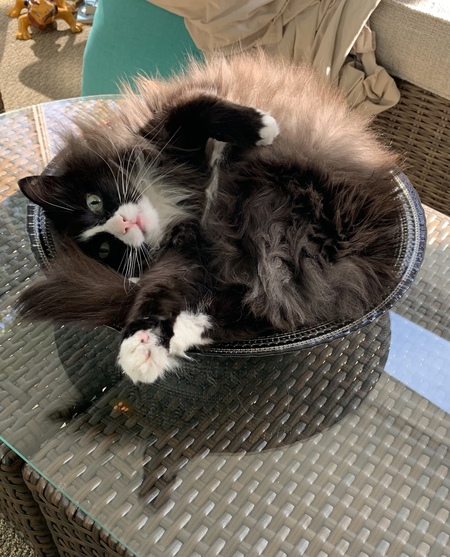 Sylvester 