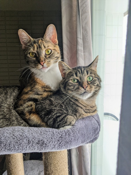 Biscuit & Mochi 🐱