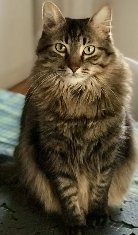 Buddy
