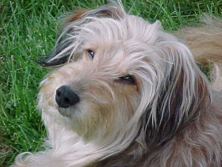 Laddie