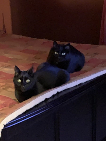 Sir Hector MacKay and Max