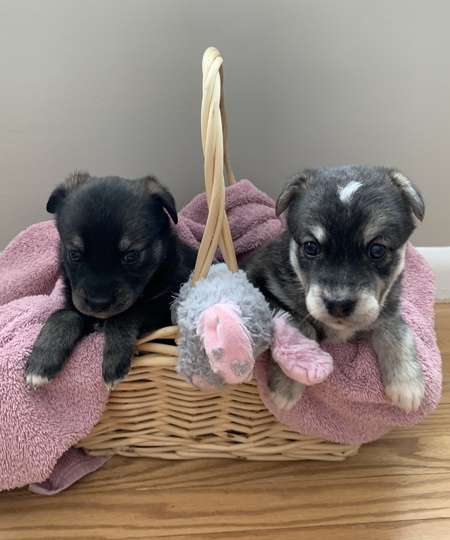 Jett and Starr