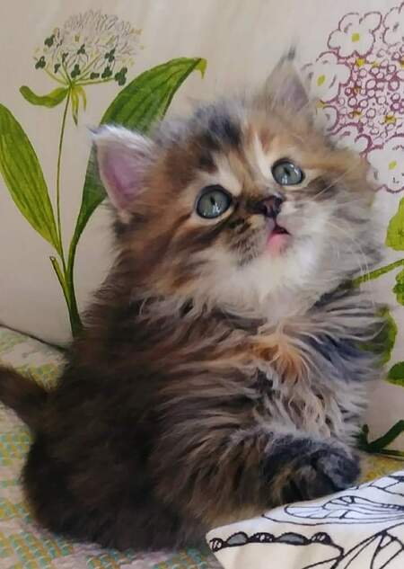 Moxie