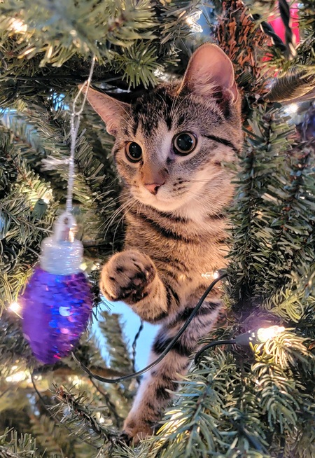 Loki