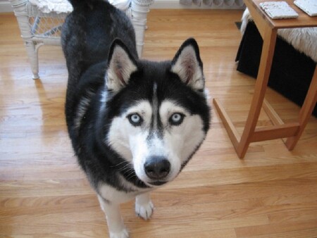 Nanuq