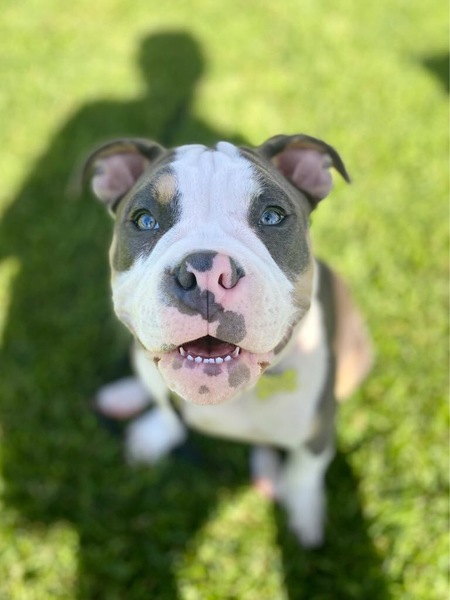Wilbur