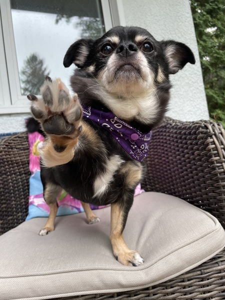ACE